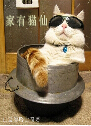 家有猫仙 家有猫仙