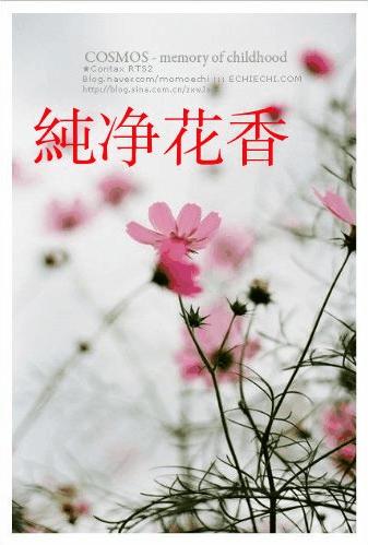 纯净花香封面